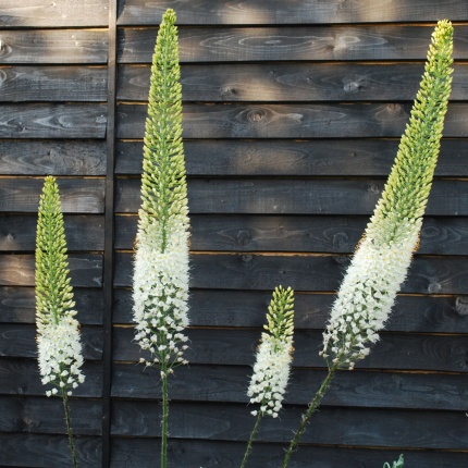 Eremurus Line Dance