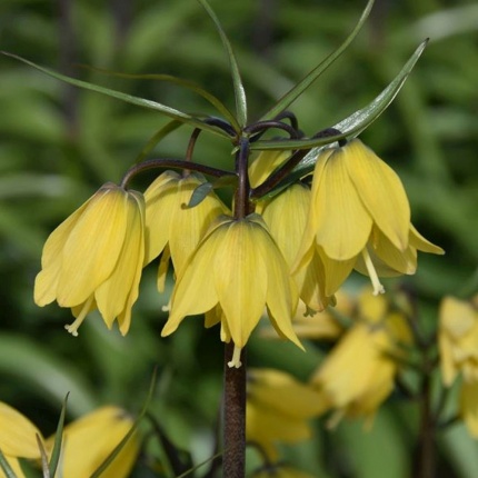 Fritillaria imperialis Helena