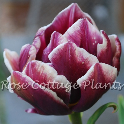 Tulipa 'Wyndham'