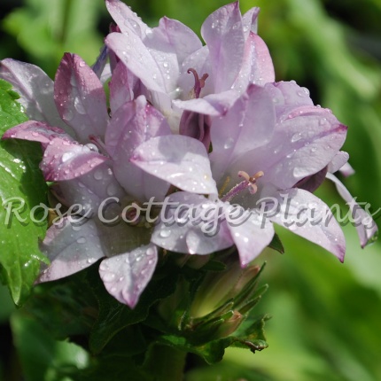 Campanula 'Caroline'