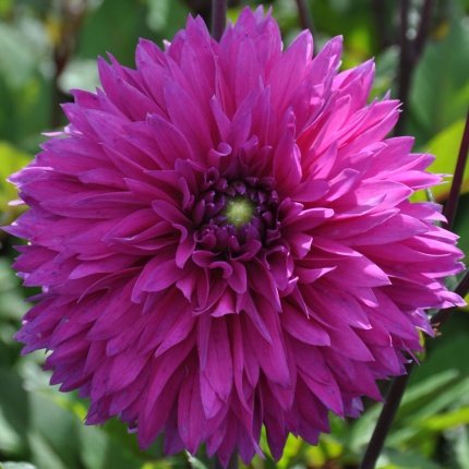 Dahlia 'Cornwall Island'