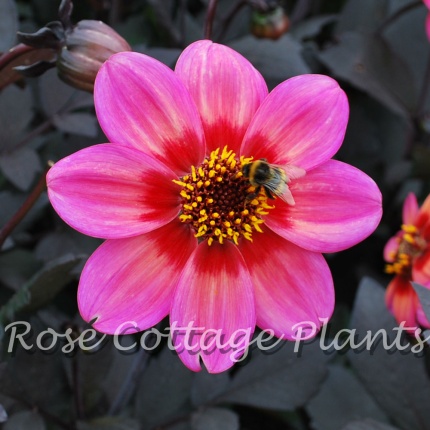 Dahlia 'Dahlegria Tricolore'