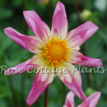 Dahlia 'Fancy Pants'