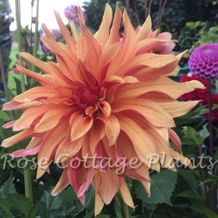 Dahlia 'French Cancan'