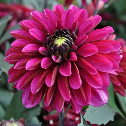 Dahlia 'Jennifer Mary Ellen'