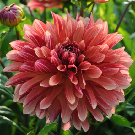 Dahlia 'Miss Brandy'