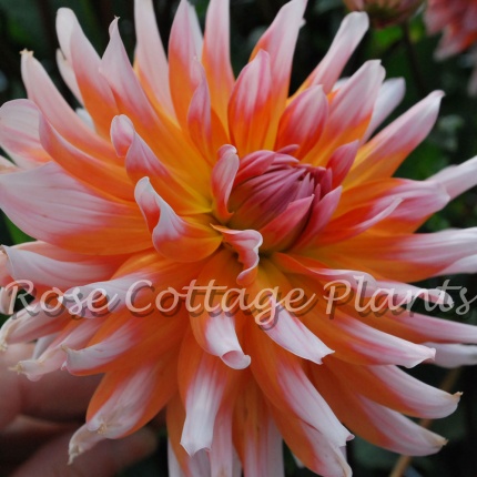 Dahlia 'Okapi's Sunset'