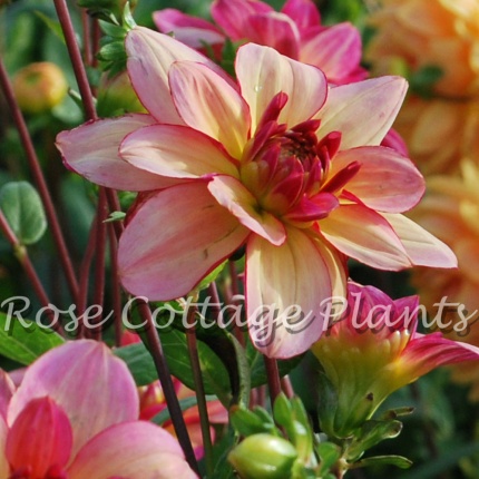 Dahlia 'Rawhide'