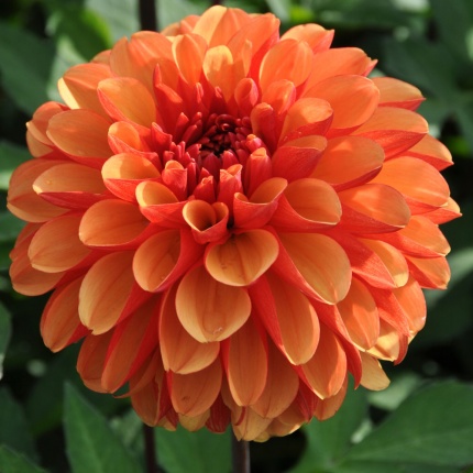 Dahlia 'American Sunset'