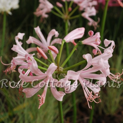 Nerine bowdenii Amandi ®