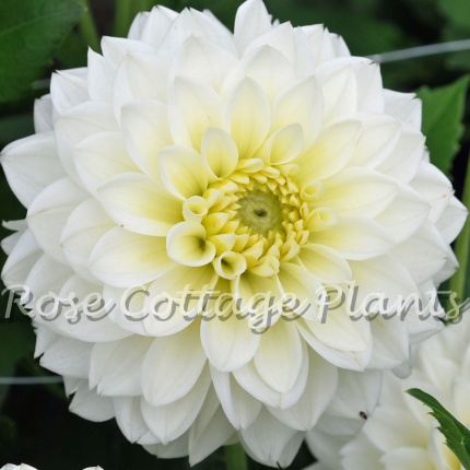 Dahlia Polar Ice