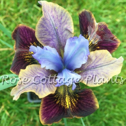 Iris sibirica ‘Peacock Black Joker’