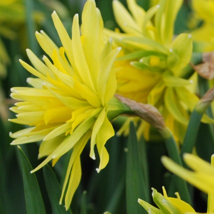 Narcissus 'Rip Van Winkle'