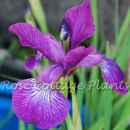 Iris sibirica 'Sparkling Rose'