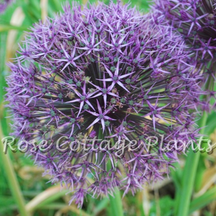 Allium Universe