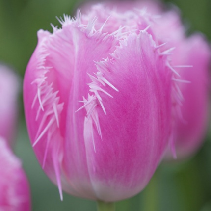 Tulipa 'Cacherel'