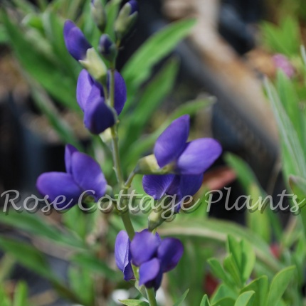 Baptisia australis