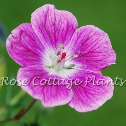 Geranium sanguineum ‘Elke’