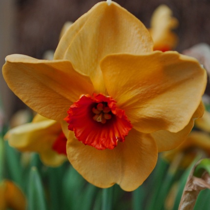 Narcissus 'Altruist'