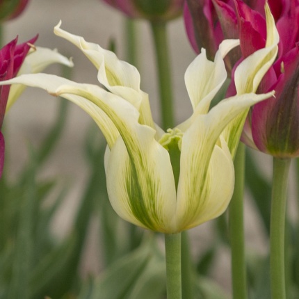 Tulipa 'Green Dance'