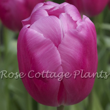 Tulipa 'Jumbo Pink'
