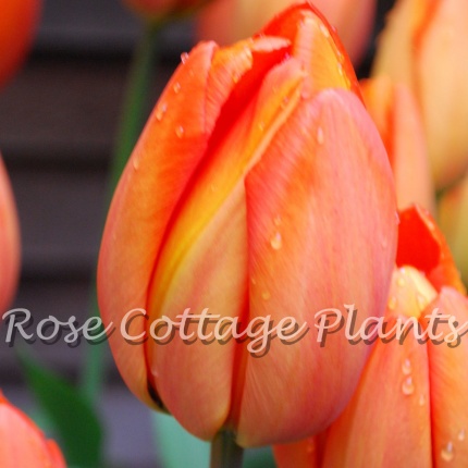 Tulipa 'Orange Balloon'