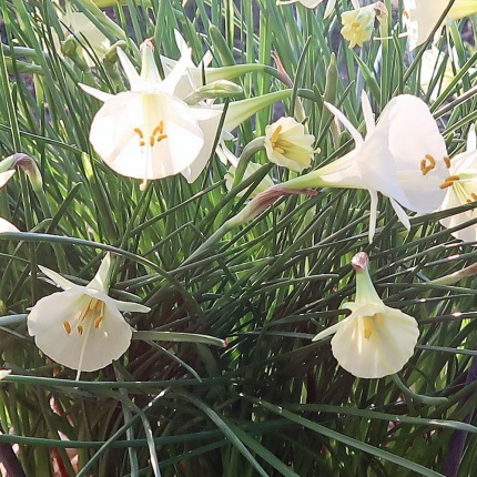 Narcissus bulbocodium 'Arctic Bells'