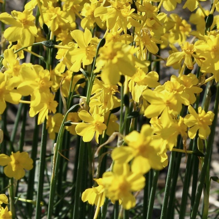 Narcissus fernandesii var. cordubensis