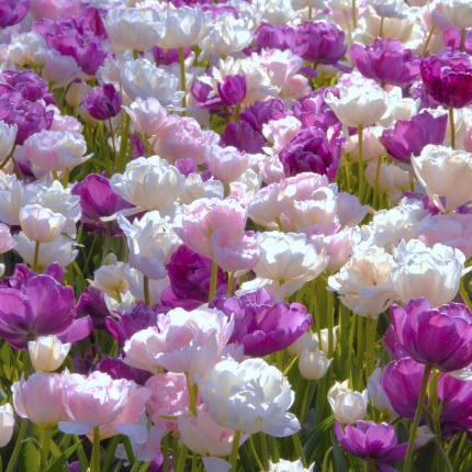 'Spring Romance' Double-Flowered Tulip Collection