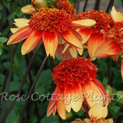 Dahlia 'Josie'