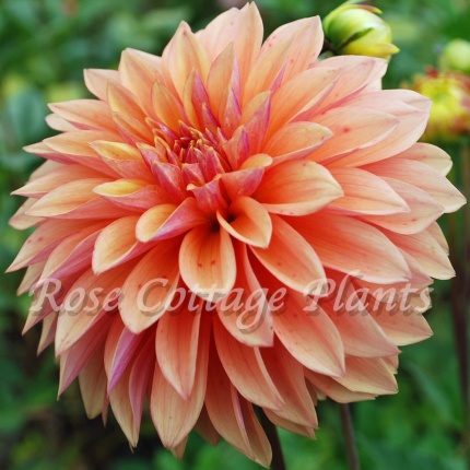 Dahlia 'Kick Off'