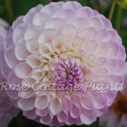 Dahlia 'Snoho Sonia'