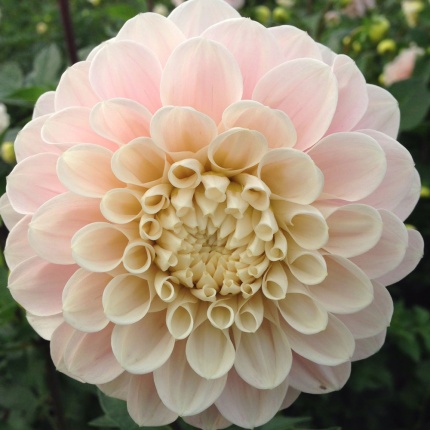 Dahlia 'Sweet Nathalie'