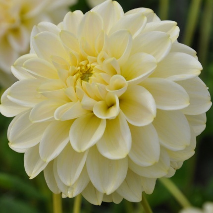 Dahlia 'Caramel Antique'