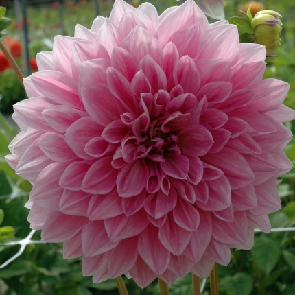 Dahlia 'Lavender Perfection'