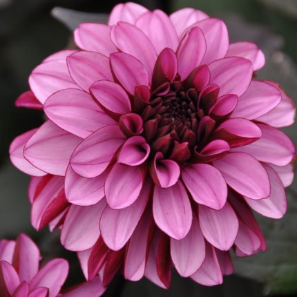 Dahlia 'Melissa Anna Marijke'