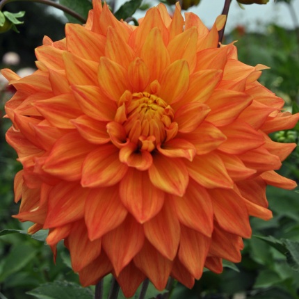 Dahlia 'Neon Splendour'