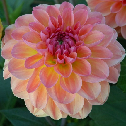 Dahlia 'Sebastian'