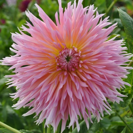 Dahlia 'Shaggy Chic'