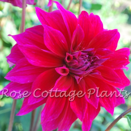 Dahlia 'Babylon Paars' ('Babylon Purple')