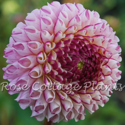 Dahlia 'Chimacum Davi'