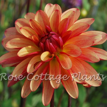 Dahlia ‘Crazy Legs’ - Rose Cottage Plants