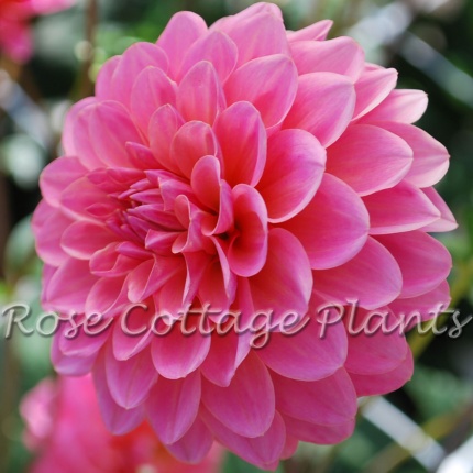 Dahlia 'Doris Duke'