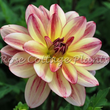Dahlia 'Happy Butterfly'