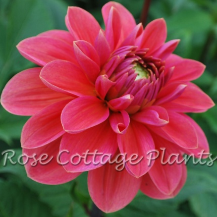 Dahlia 'Isa Candy'