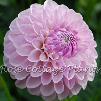 Dahlia 'Megan Dean'