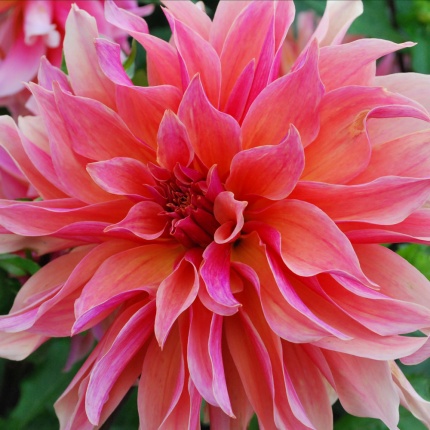 Dahlia 'Labyrinth' Organic