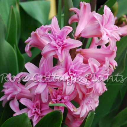 Hyacinth Spring Beauty