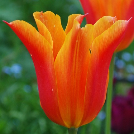 Tulipa 'Ballerina’ AGM (Bulb size 11/12 cm)