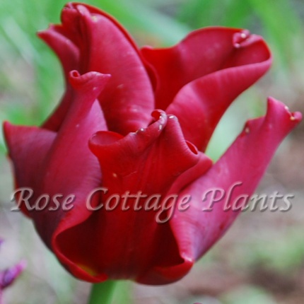 Tulipa 'Red Dress'